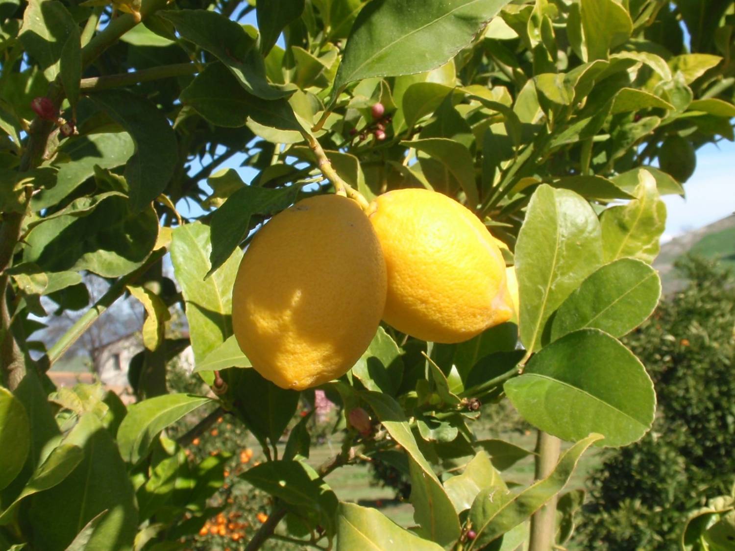 Лимон сорт Новогрузинск