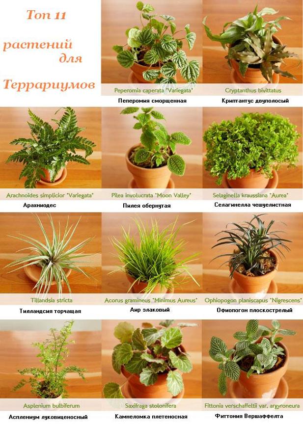 Лучшие растения для террариума