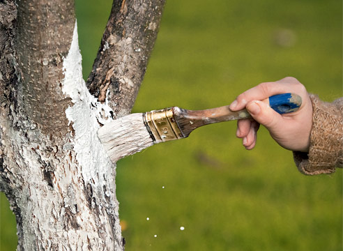 Побелите штамбы деревьев