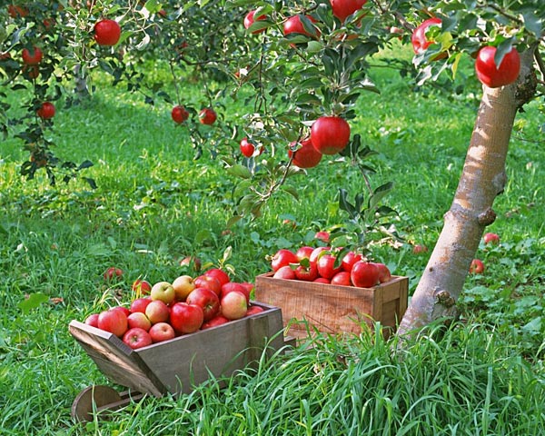 Уход за плодовыми деревьями: 5 полезных советов