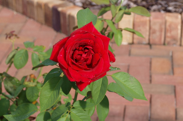 Как подготовить розы к зиме: 5 важных советов