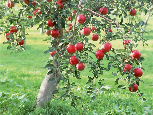 Уход за плодовыми деревьями: 5 полезных советов