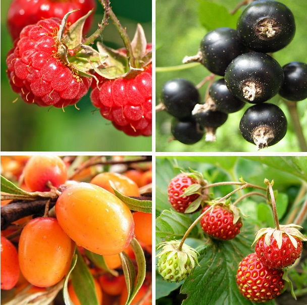 Как заботиться о ягодных культурах в сентябре: полезные советы