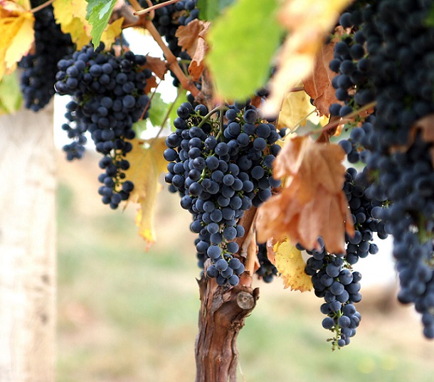 Как ухаживать за виноградом осенью: полезные советы