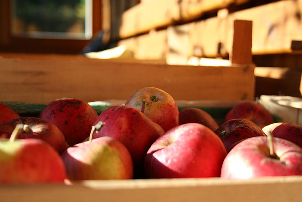Как хранить яблоки: 5 важных советов