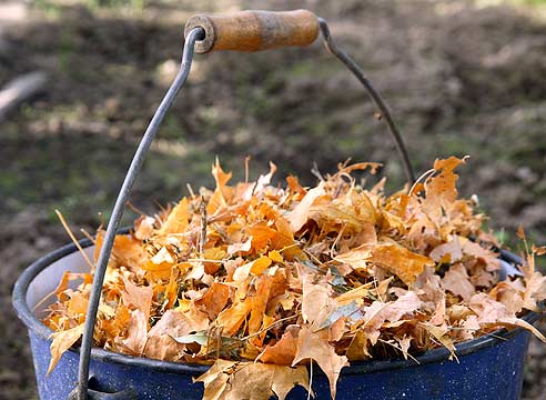 Как использовать опавшие листья разумно: 4 практичных способа