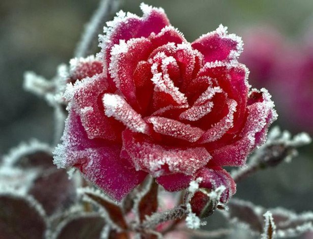 Как правильно укрыть розы на зиму: полезные советы