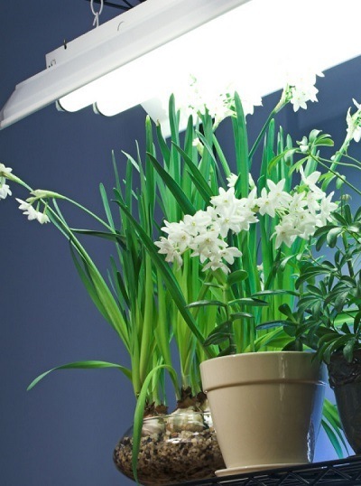 Освещение комнатных растений зимой: полезные советы