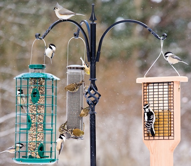 4 полезных совета по подкормке птиц зимой