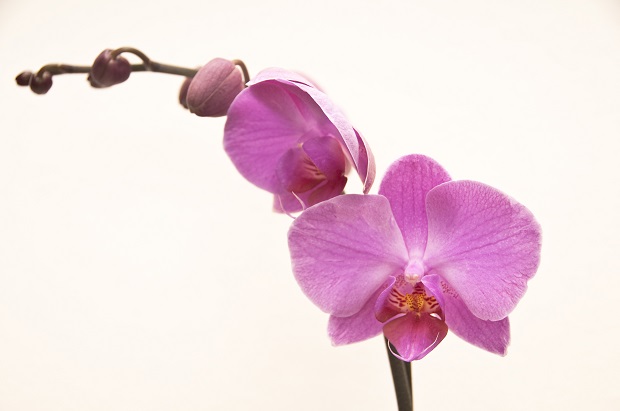 Как ухаживать за орхидеями зимой
