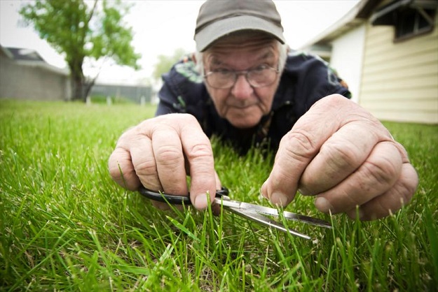 Как посеять газон: пошаговая инструкция