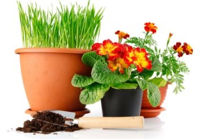 Главные правила пересадки комнатных растений