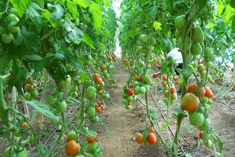 Как ухаживать за помидорами и огурцами в теплице
