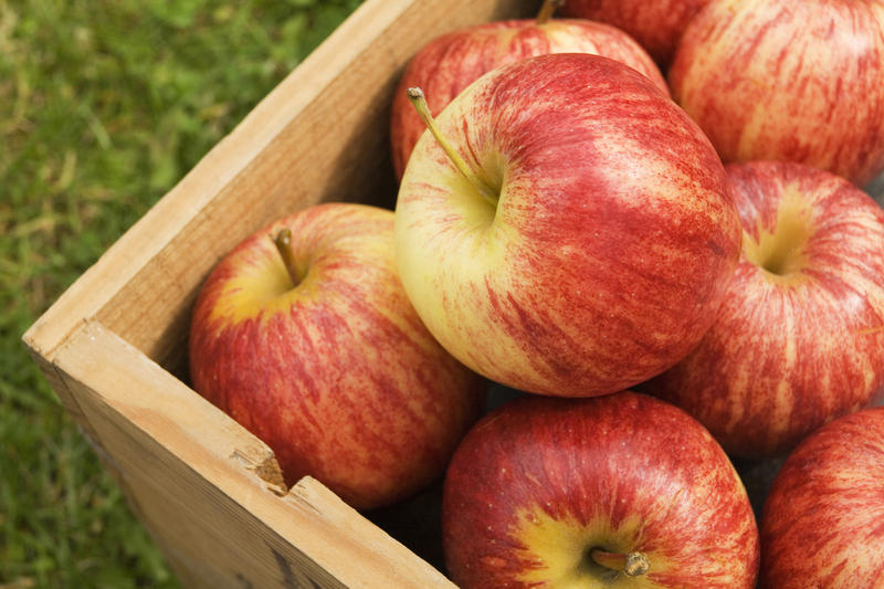 Самые популярные сорта летних, осенних и зимних яблок