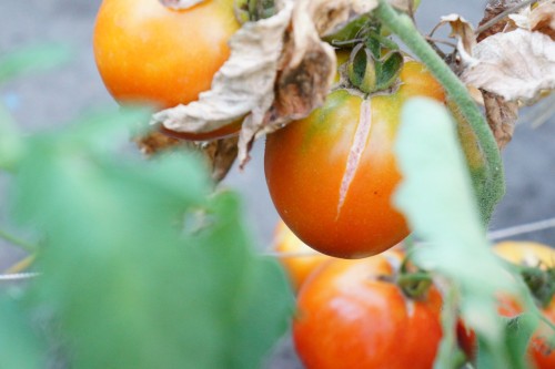 Болезни огурцов и помидор – как с ними бороться