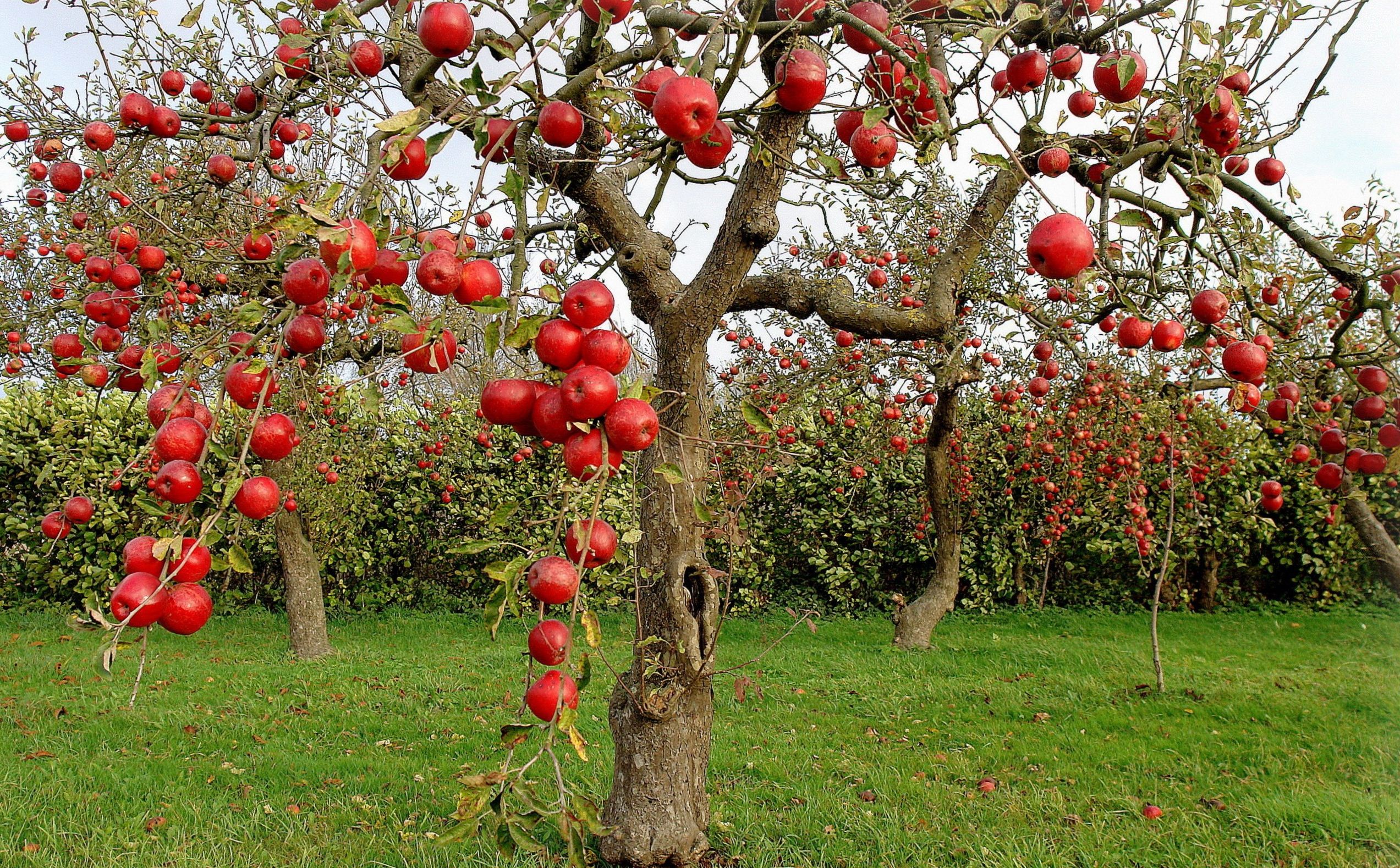 Основные причины болезней плодовых деревьев и методы борьбы с ними