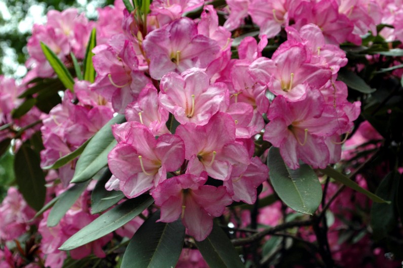 Rhododendron fortunei x Caractacus