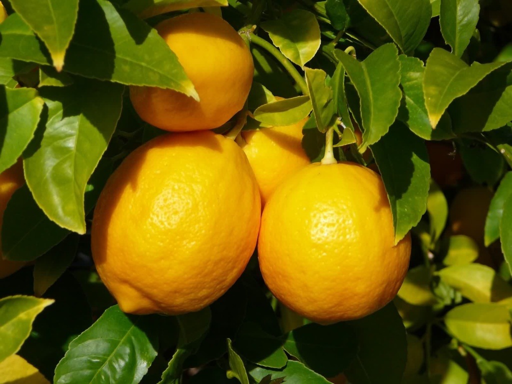 Домашний лимон: уход, полив, популярные сорта