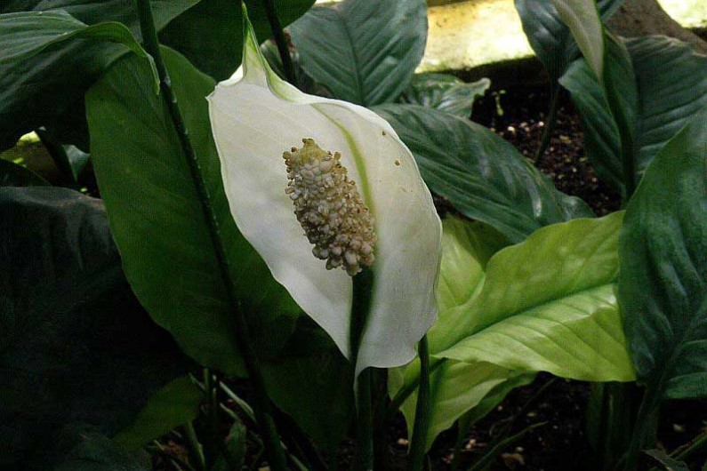 Photo Spathiphyllum floribundum / Фото Спатифиллум обильноцветущий / Фото Спатіфілум рясноквітучий