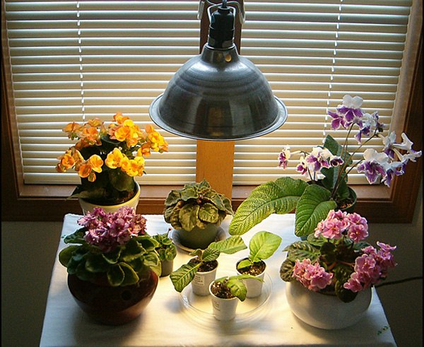 освещение для комнатныъ растений
