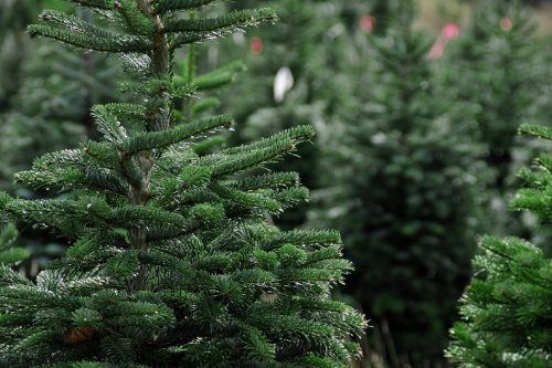 Как выбрать новогоднее дерево: 4 полезных совета
