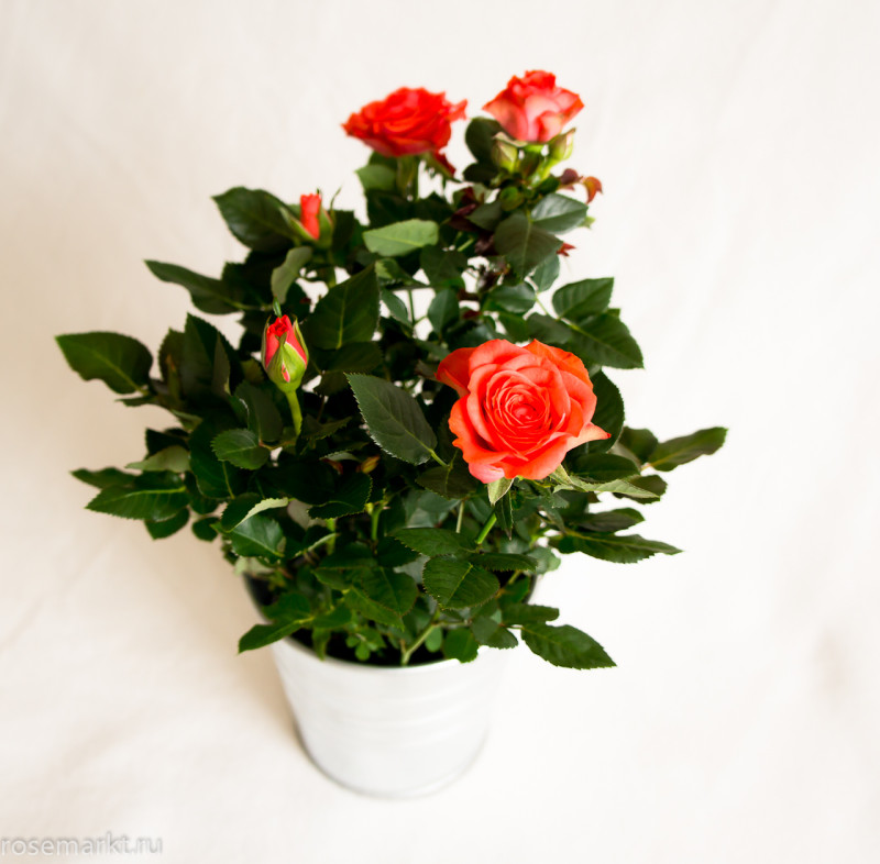 Комнатная роза: правильный уход, посадка и размножение