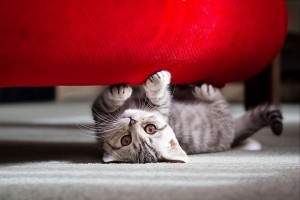 Диван и кошка: материалы для обивок антикоготь