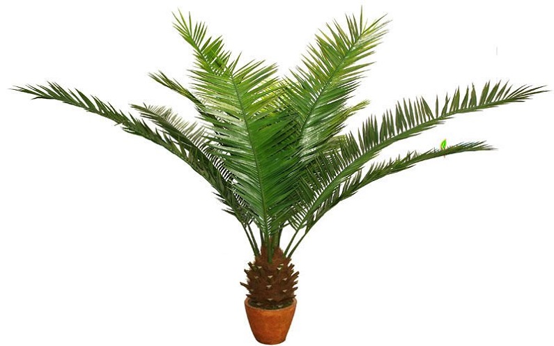 Финиковая пальма: уход, полив и размножение