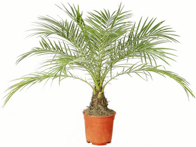 Финиковая пальма: уход, полив и размножение