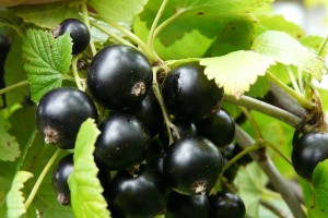 Популярные сорта смородины