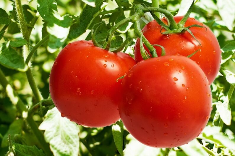 Ранние сорта томатов: описание популярных сортов, сроки созревания