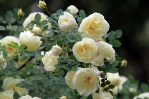 Чайная роза: посадка, уход, популярные сорта