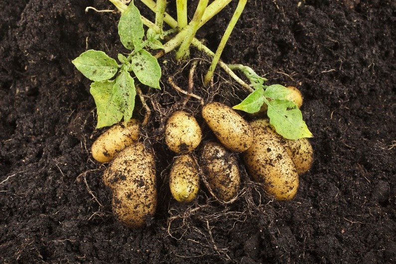 Ранний картофель: сорта, выращивание, подготовка к посадке