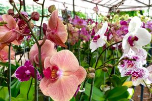 Вибір добрива для орхідей